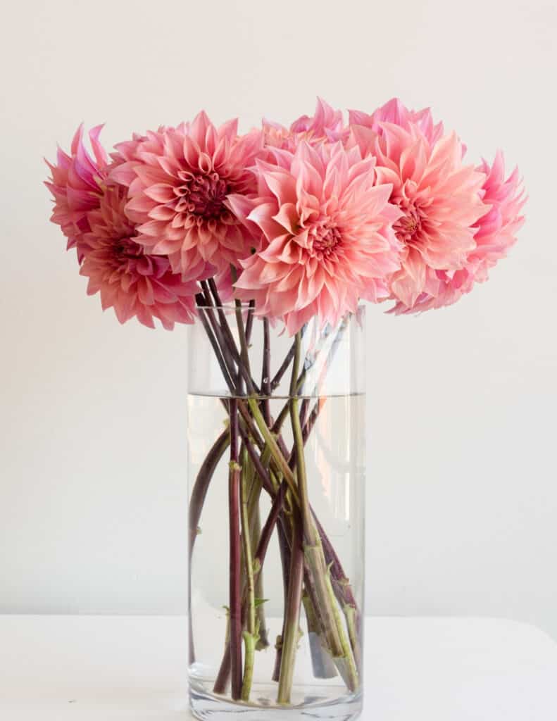 one of my favorite things is a big bouquet of pink dahlias