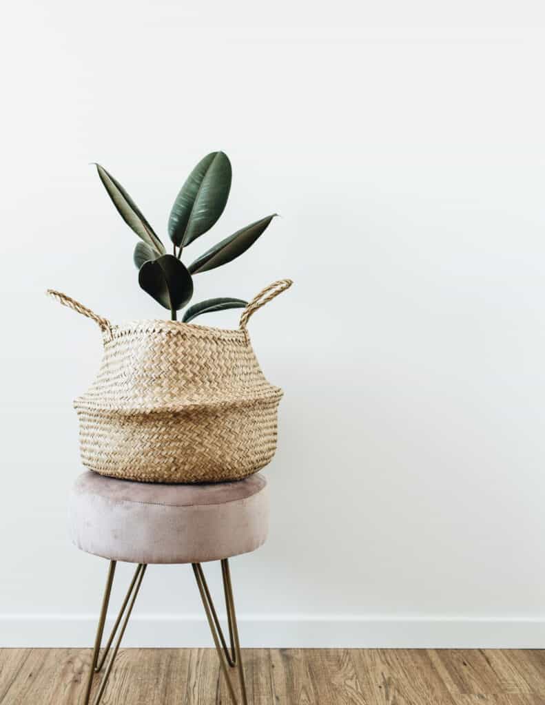 a favorite house plant in a basket on a stool in front of a white wall